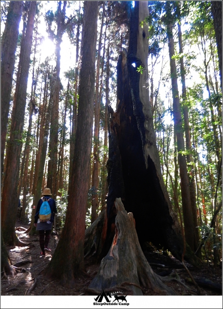 新竹五峰野马瞰山森林步道