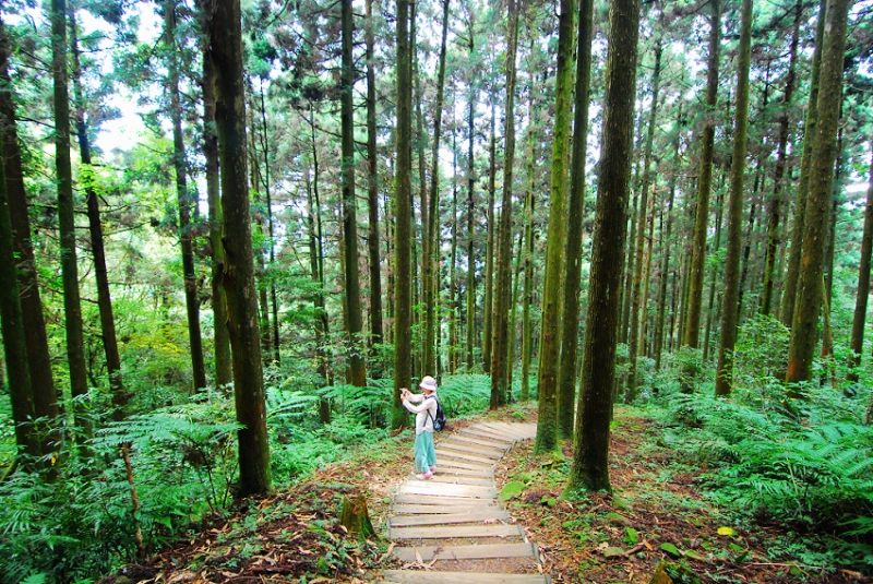 東眼山自導式步道