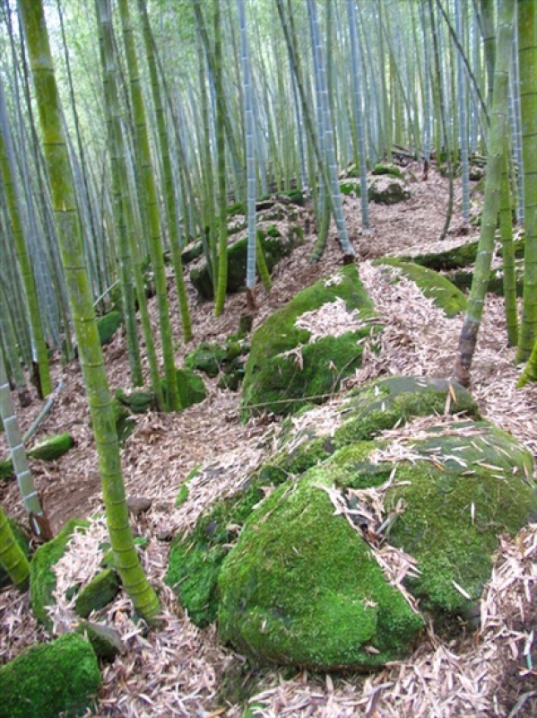 【南投】竹海成林的长源圳古道