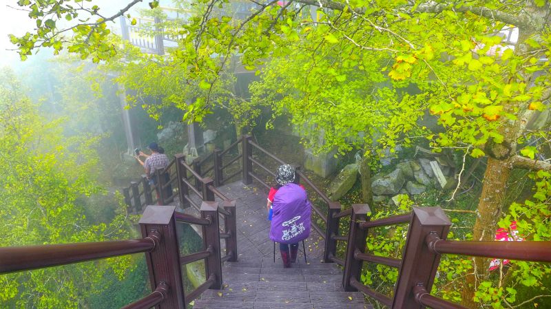 大崙山銀杏茶園步道