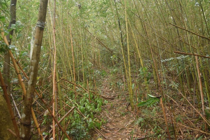 大竹坑山、十寮山步道