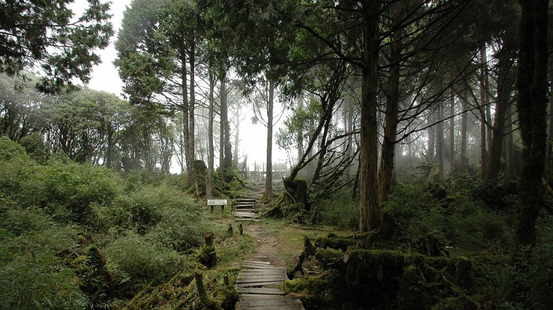鐵杉林自然步道