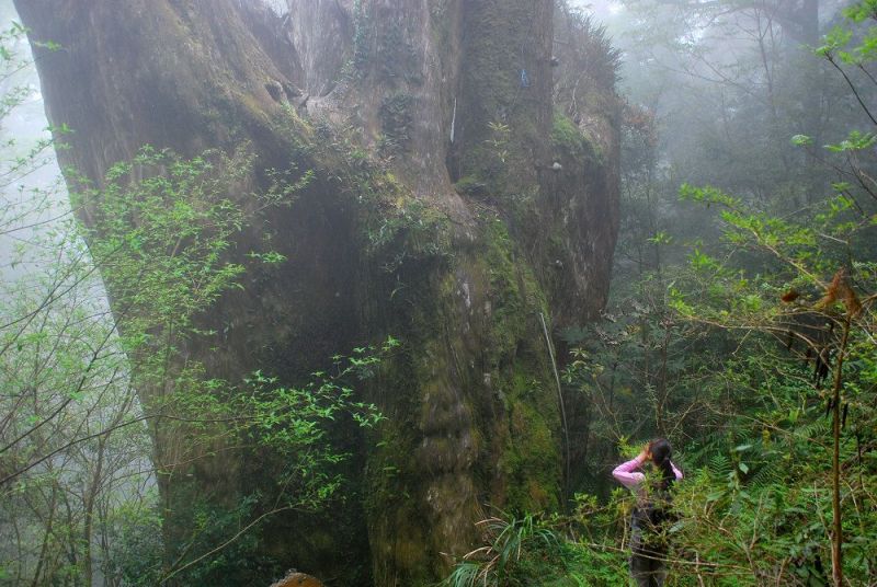 拉拉山神木群步道