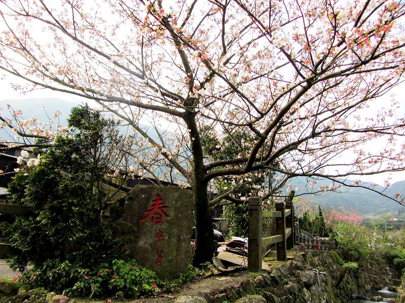海芋環狀步道