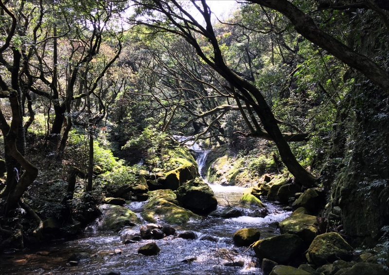 大屯溪古道