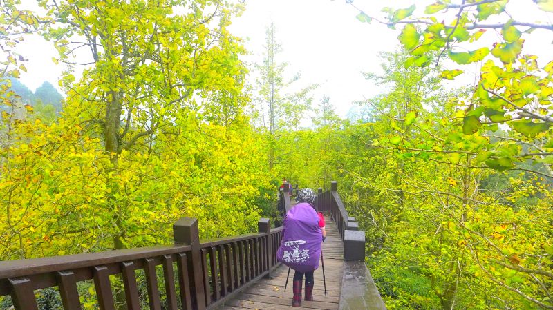 武岫農圃銀杏林觀景步道