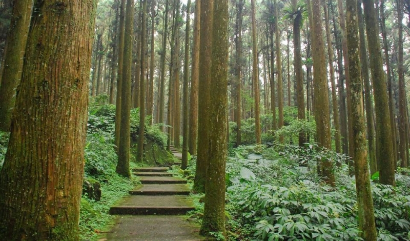 溪頭觀景步道