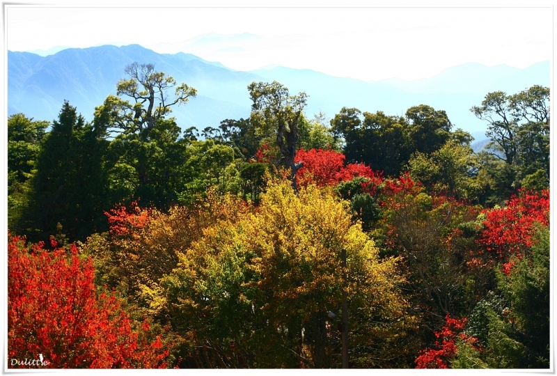 大雪山森林遊樂區木馬古道