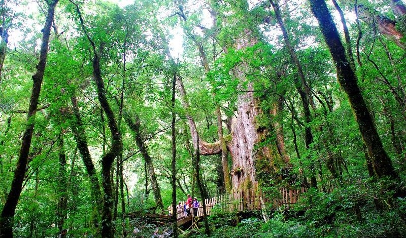 司馬庫斯神木群步道