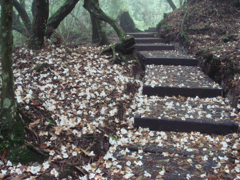 杉林溪台灣杜鵑步道