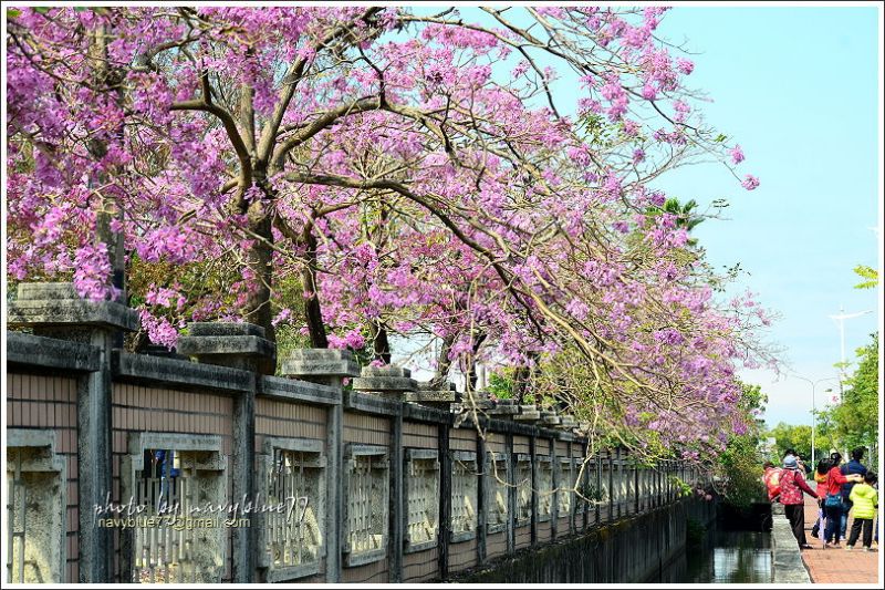 嘉义特教学校洋红风铃花19.jpg