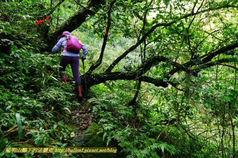 【新北市】竹子山古道-竹子山北北峰(反射板)-阿里磅瀑布