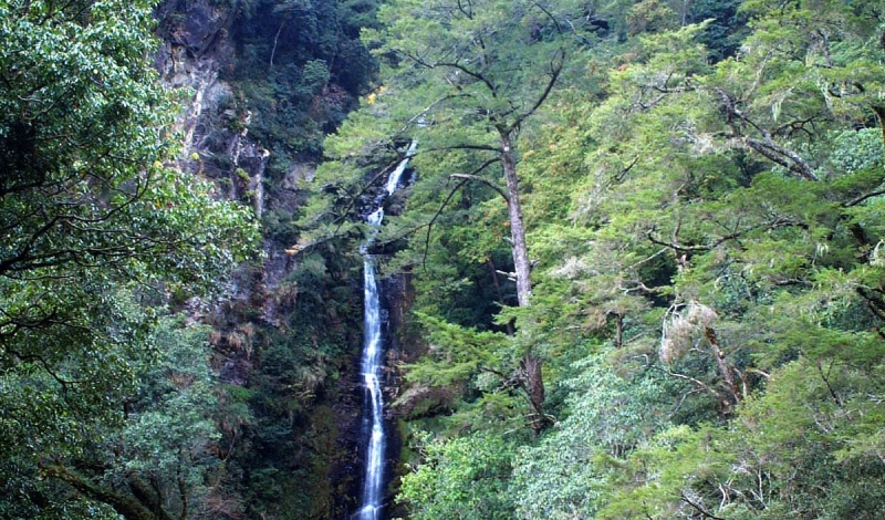 觀霧瀑布步道