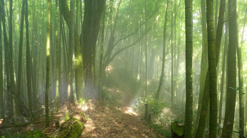 鳳凰南嶺線步道(忘憂森林至溪頭)