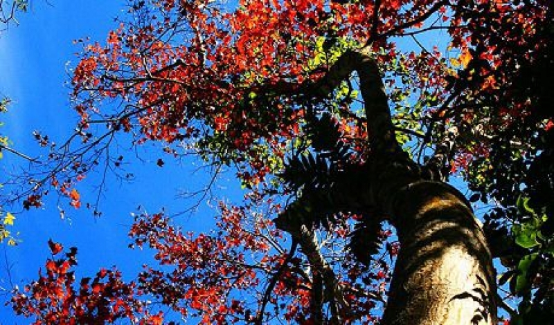馬那邦山登山步道